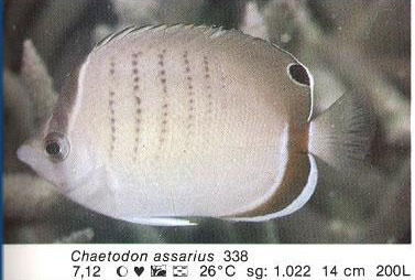 Chaetodon assarius